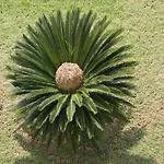 Areti