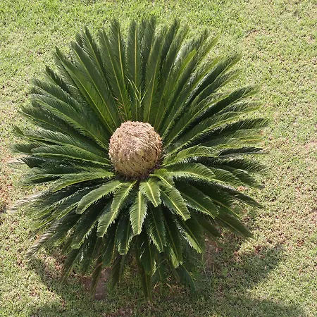 Areti