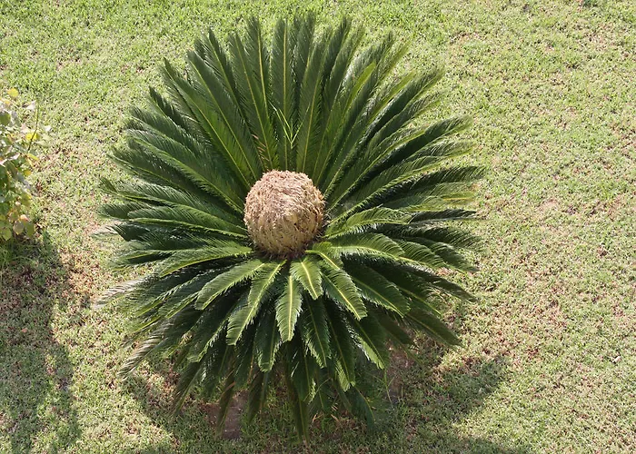 Areti